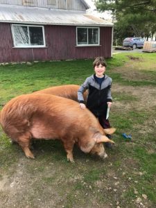 VES Student Spotlight: Malcolm St. Pierre with two pigs, learning about regenerative agriculture.