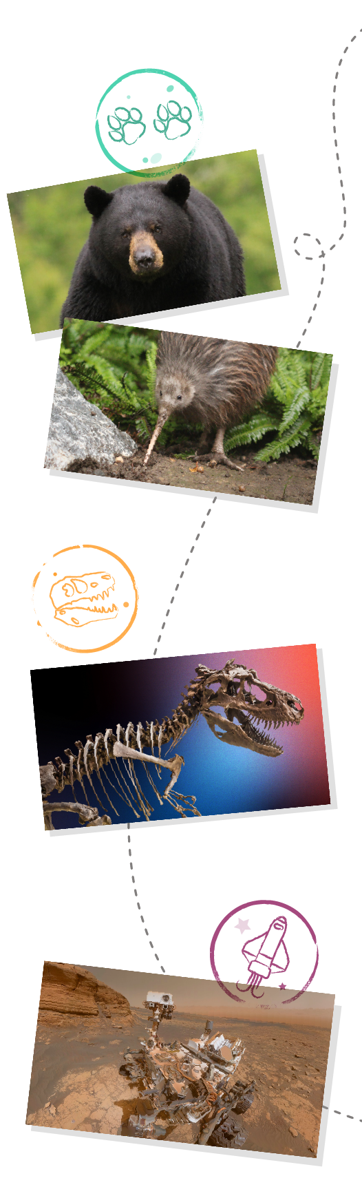 Collage of virtual field trip images. Top to bottom: bear, kiwi bird, dinosaur fossil, and a Mars rover.